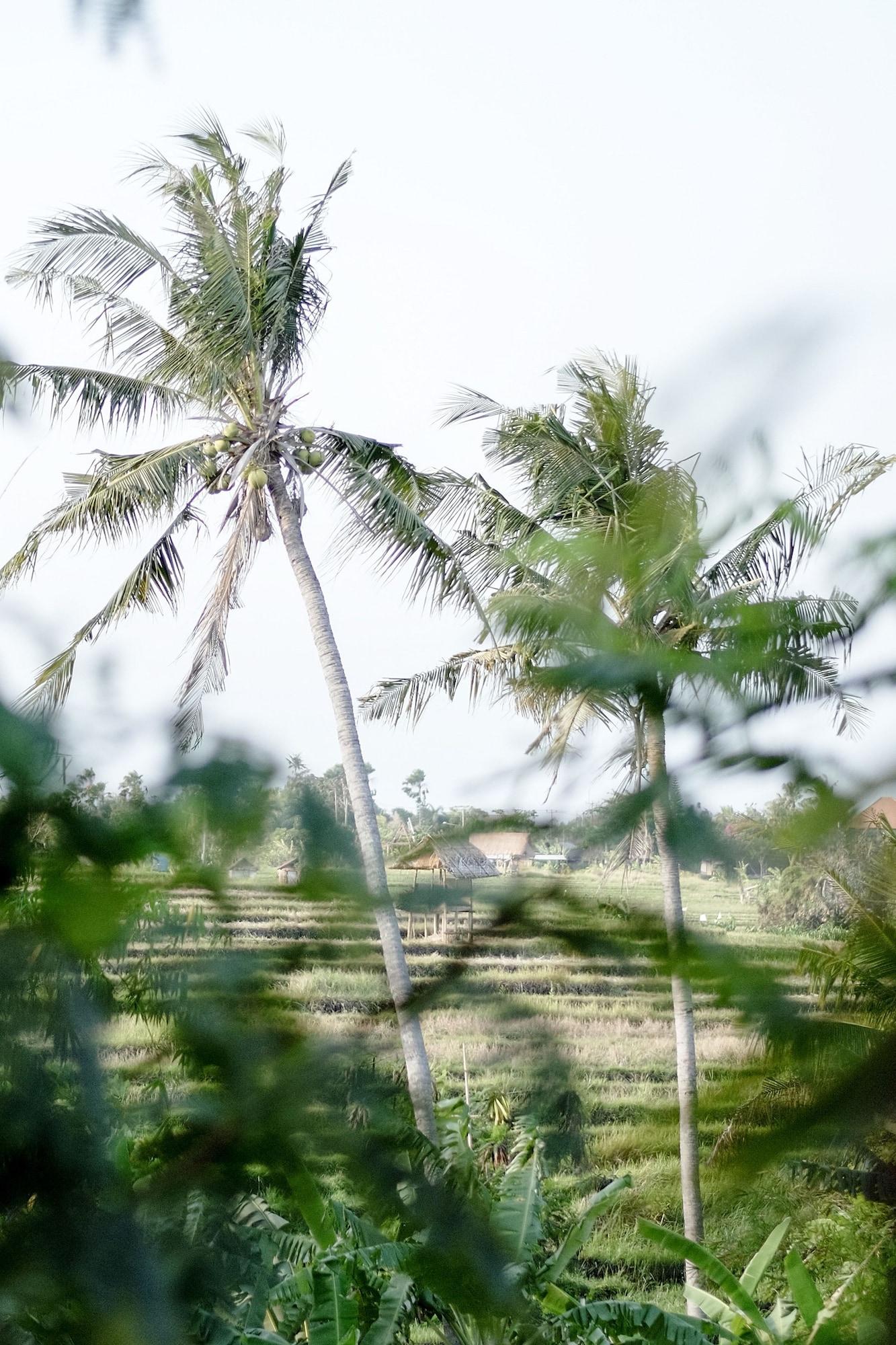 Planta Boutique Resort Canggu  Ngoại thất bức ảnh